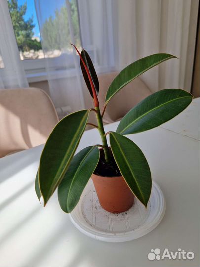 Фикус каучуконосный мелани