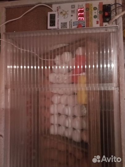 Инкубатор блиц норма 72 яйца