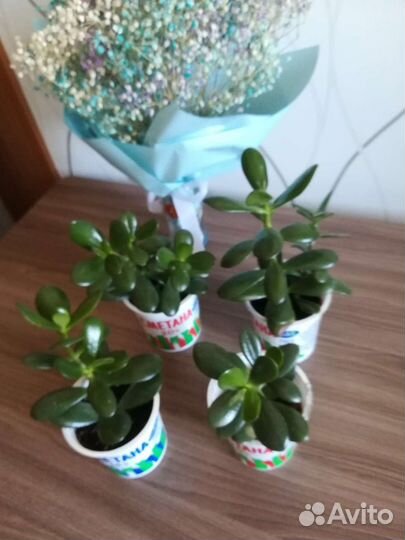 Алоэ лечебный