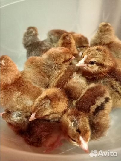 Цыплята Билефельдер Криль