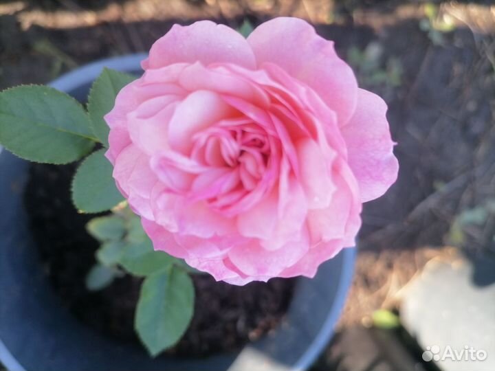 Кустовые розы