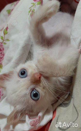 Котёнок сиамский