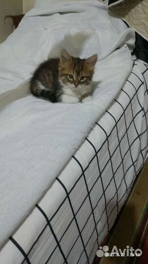 Котята в добрые руки 1,5 месяца