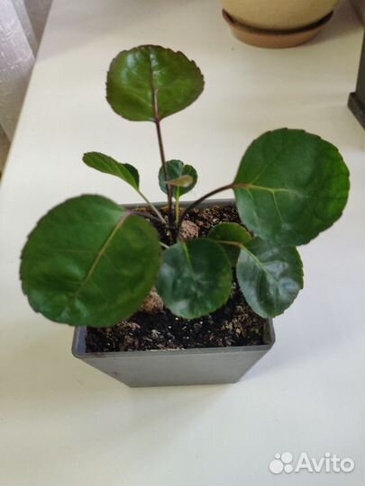 Полисциас Фабиан