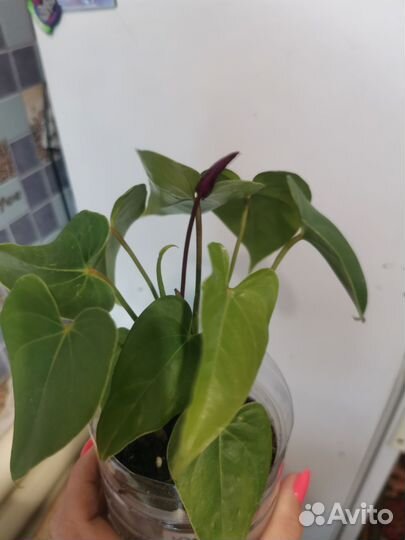 Антуриум юта голландия