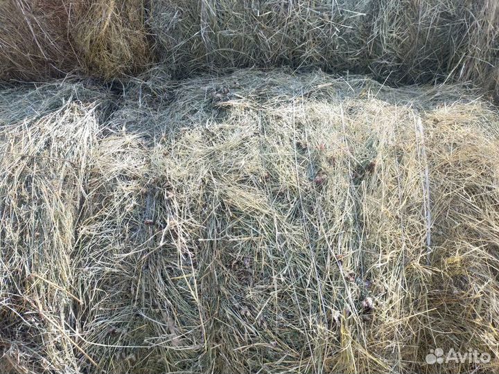 Продам сено в рулонах