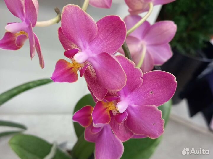 Орхидея фаленопсис мини