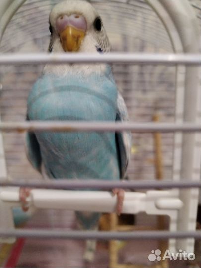 Волнистый попугаи редких окрасов