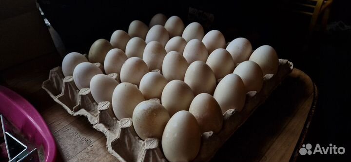 Домашние куриные и утиные яйца