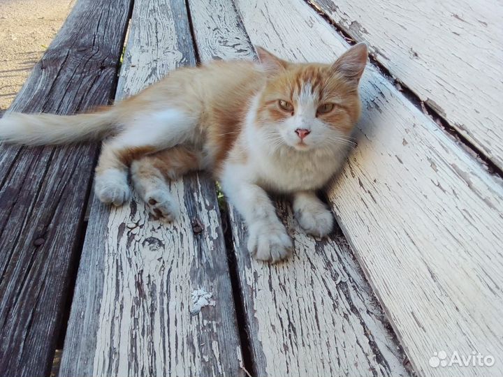Отдам кошку