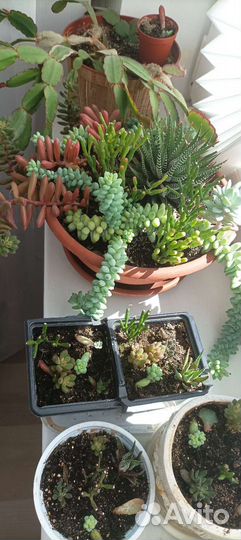 Суккуленты