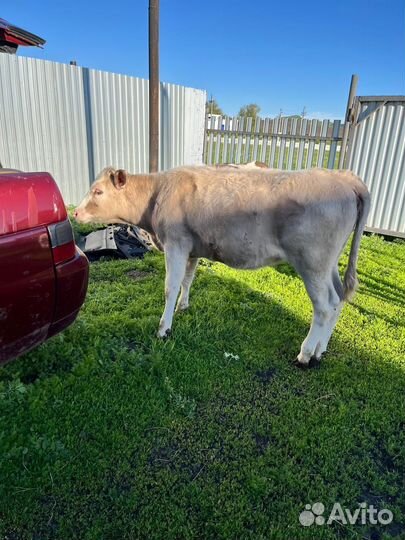 Продается телёнок