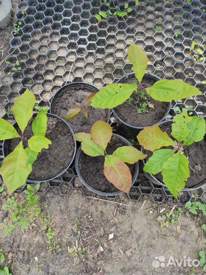 Дуб болотный