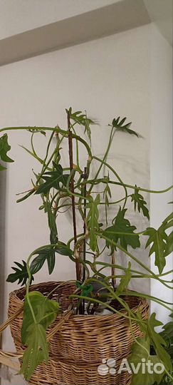 Филодендрон лучистый