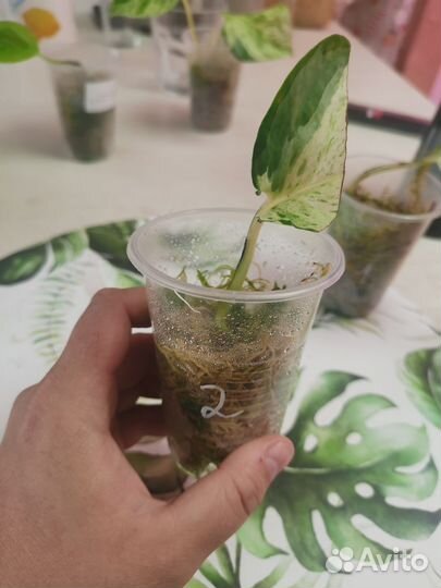 Эпипремнум marble apple