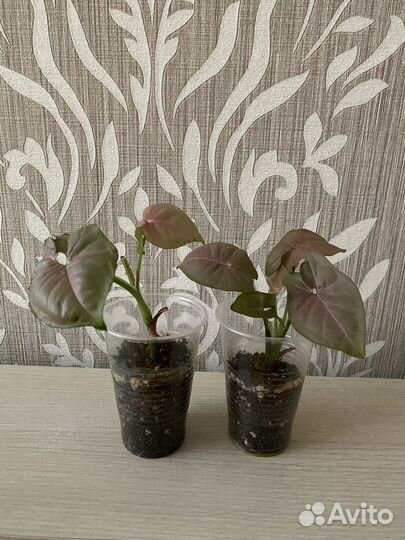 Комнатные растения цветы