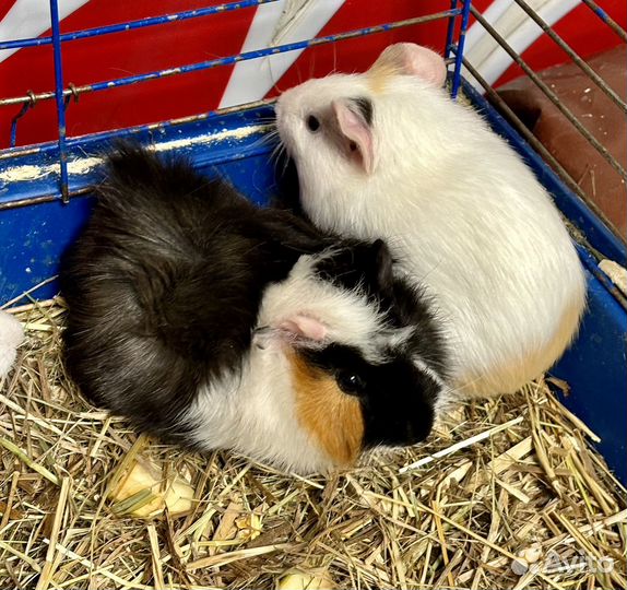 Морские свинки