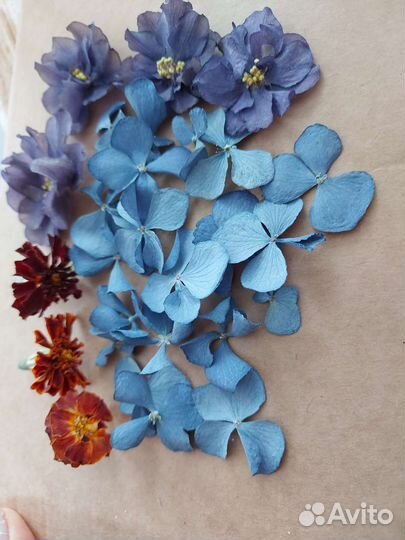 Сухоцветы для творчества