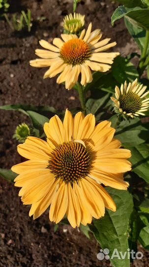 Эхинацея Алоха