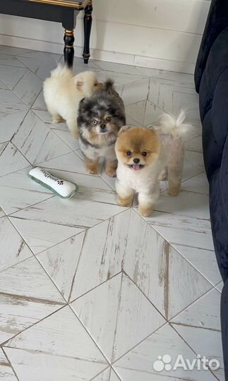 Щенки бу шпиц