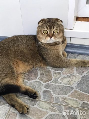 Вязка с котом