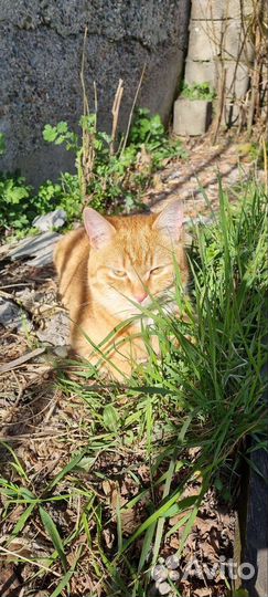 Котики бесплатно в добрые руки