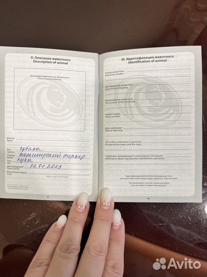 Собака йоркширский терьер мини