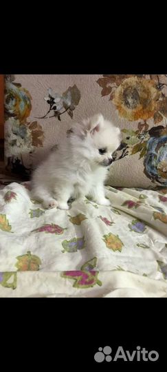 Помиранский шпиц миник