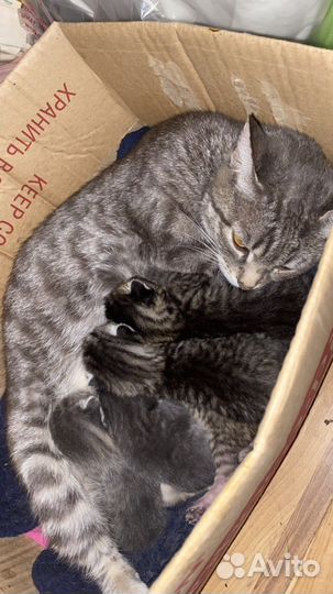 Котятки в добрые руки