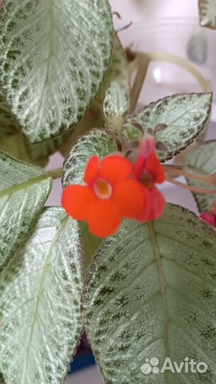 Эписция акварельная