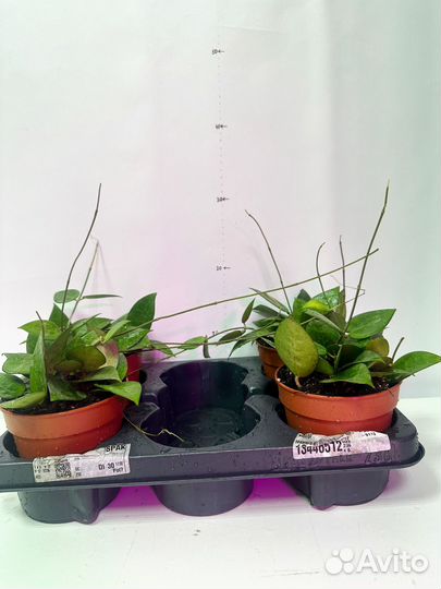 Хойя параситика блек едж