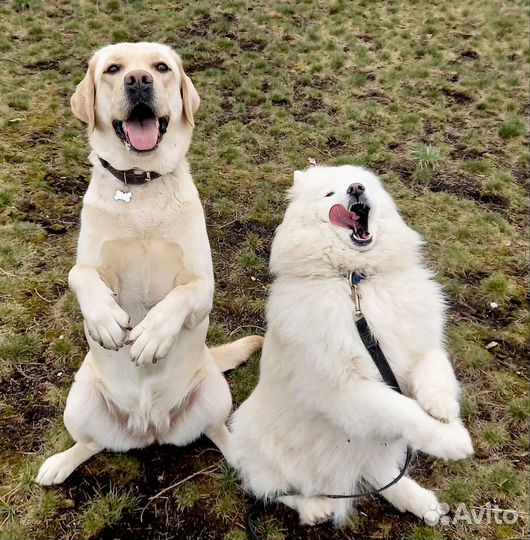 Зоопсихолог, дрессировка/кинолог, передержка