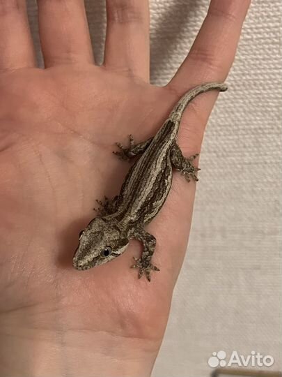 Ушастый бананоед бронь