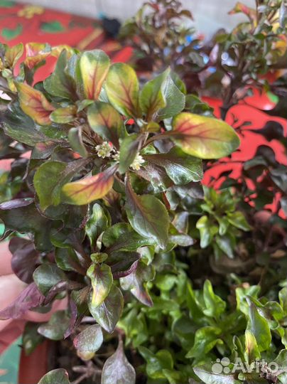 Альтернатера