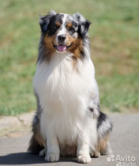 Вязка собак