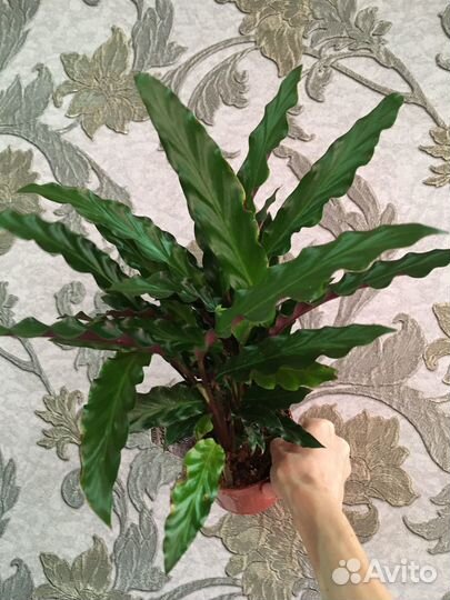 Калатеи, маранты