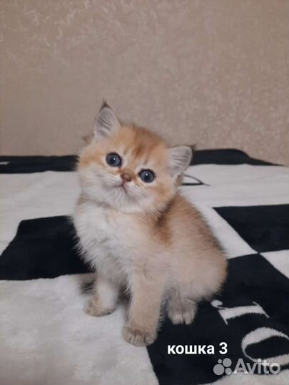 Британская кошечка золотая шиншилла