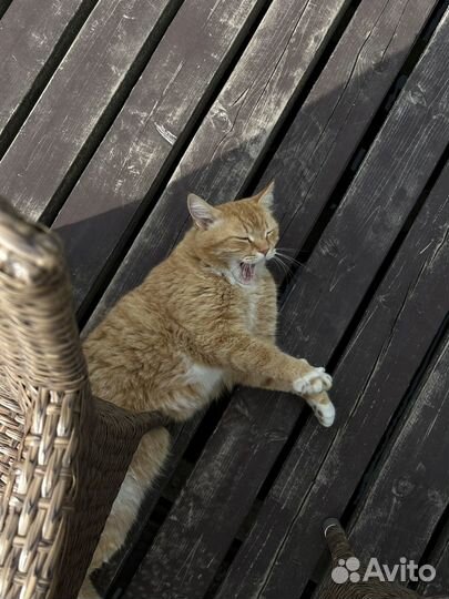 Зоо няня (коты, собаки и другие)