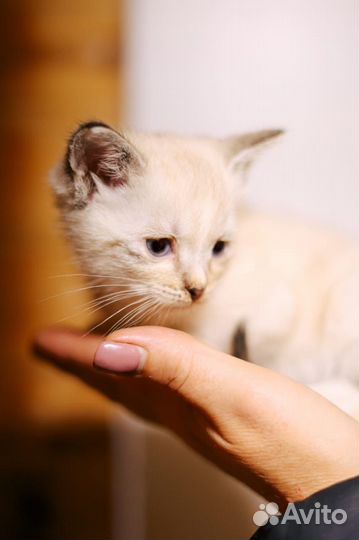 Котенок в дар бесплатно