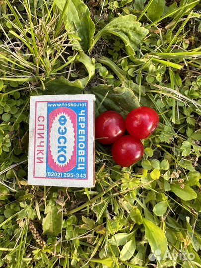 Отростки вишни, вишня