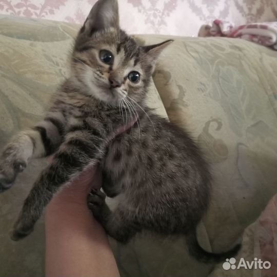 Котята-100