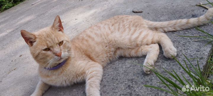 Кот в любящую семью