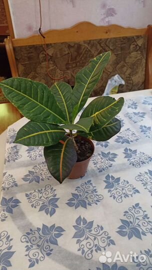 Кодиеум-Кротон