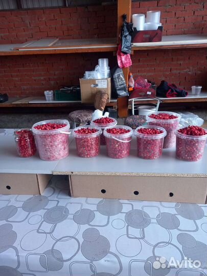 Черника лесная