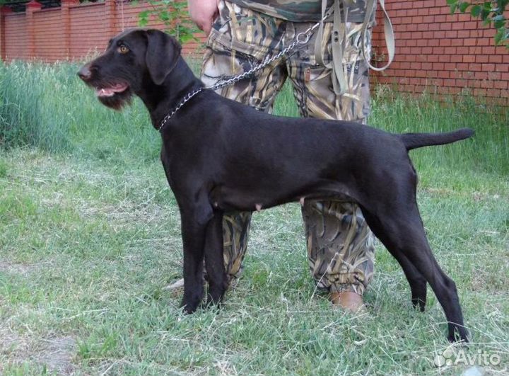 Щенки дратхаара