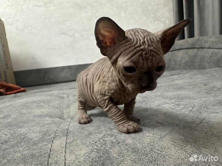 Канадский сфинкс котенок