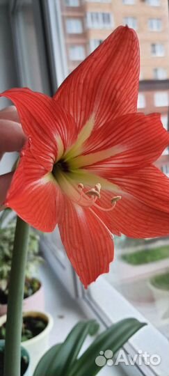 Луковицы Амариллиса (Гиппеаструма)