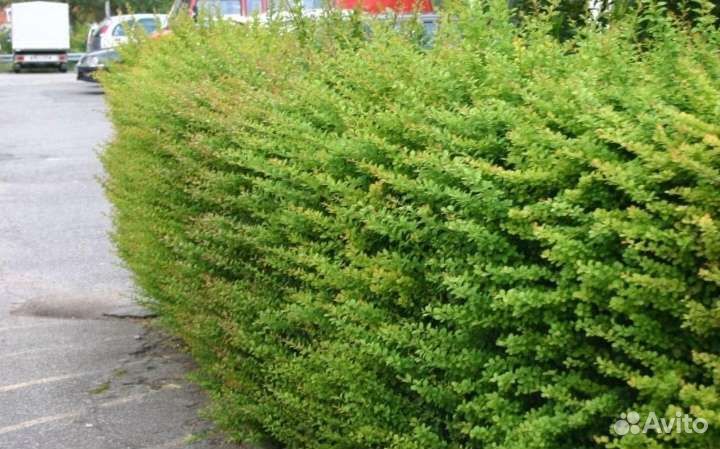 Барбарис зелёный 25-40см в горшках 2 литра
