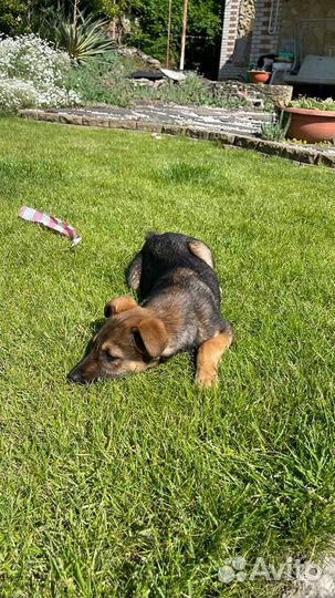 Отдам бесплатно щенок