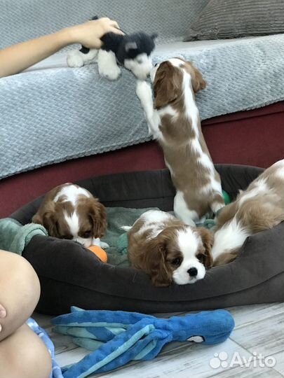 Кавалер кинг чарльз спаниель